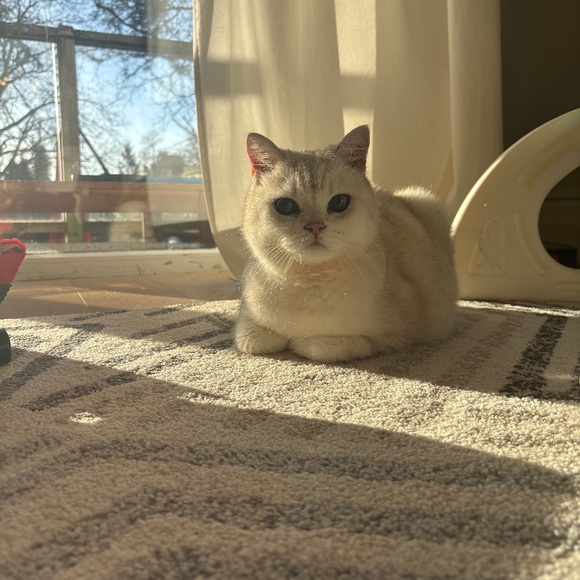 Meet your Posher, Cathy - Picture 1 of 1